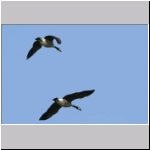 Branta canadensis - Kanadagans 06 Sundermannsee.jpg